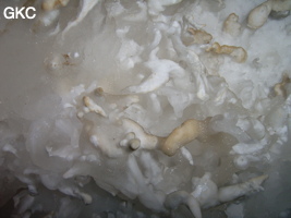 Helectites (excentriques) dans Grotte de Pixiaodong 皮硝洞 - réseau de Shuanghedong 双河洞 - (Wenquan, Suiyang 绥阳, Zunyi 遵义市, Guizhou 贵州省, Chine 中国).