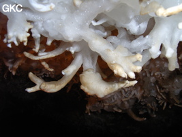 Helectites (excentriques) dans Grotte de Pixiaodong 皮硝洞 - réseau de Shuanghedong 双河洞 - (Wenquan, Suiyang 绥阳, Zunyi 遵义市, Guizhou 贵州省, Chine 中国).