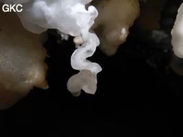 Grotte de Pixiaodong 皮硝洞 - réseau de Shuanghedong 双河洞 - (Wenquan, Suiyang 绥阳, Zunyi 遵义市, Guizhou 贵州省, Chine 中国).