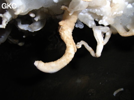 Helectites (excentriques) dans Grotte de Pixiaodong 皮硝洞 - réseau de Shuanghedong 双河洞 - (Wenquan, Suiyang 绥阳, Zunyi 遵义市, Guizhou 贵州省, Chine 中国).