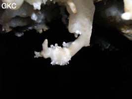 Dans le réseau de Shuanghedongqun 双河洞. Helectites (excentriques) dans la grotte de Pixiao Dong 皮硝洞 (Wenquan, Suiyang 绥阳, Zunyi, 遵义市 Guizhou 贵州省)