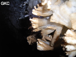 Grotte de Pixiaodong 皮硝洞 - réseau de Shuanghedong 双河洞 - (Wenquan, Suiyang 绥阳, Zunyi 遵义市, Guizhou 贵州省, Chine 中国).