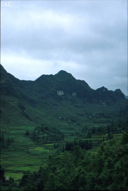 Paysage karstique ou les cultures en terrasses montent très haut à l'assaut des versants des reliefs. (entre la ville de Zhijin et le village de Santang Bijie/Guizhou)