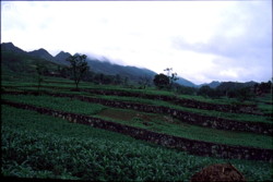 Au loin les bordures escarpées du synclinal de Santang (150 km2) toutes sa partie centrale est cultivée (Zhijin-Bijie-Guizhou).