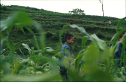 Portrait d'enfant dans les maïs (Santang-Zhijin-Bijie-Guizhou).