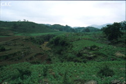 Le canyon fossile de surface qui mène à l'effondrement central où se trouve les entrées de Maomaodong et Daheidong. C'est l'ancien lit du cours d'eau qui devait disparaître dans l'effondrement central. Le recul de la perte (ponor de Guanho) à asséché et isolé ce tronçon de vallée. (Santang-Zhijin-Bijie-Guizhou).