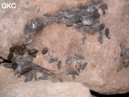 Crottes de rats ? dans la grotte perte de Xiaoshuidong 消水洞 . (Wuluo, Songtao, Guizhou)