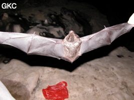 Grande chauve-souris dans la grotte perte de Xiaoshuidong 消水洞 . (Wuluo, Songtao, Guizhou)