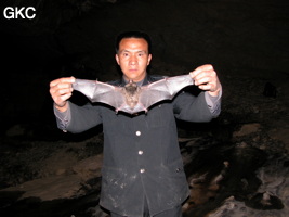 Grande chauve-souris dans la grotte perte de Xiaoshuidong 消水洞 . (Wuluo, Songtao, Guizhou)