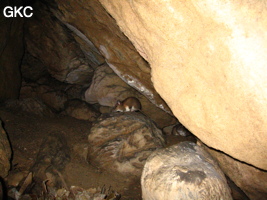 Rat cavernicole dans la grotte aménagée de Qianlong dong 濳龙洞. (Wuluo, District autonome Miao de Songtao 松桃苗族自治县, Tongren, Guizhou)