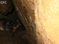 Rat cavernicole dans la grotte aménagée de Qianlong dong 濳龙洞. (Wuluo, District autonome Miao de Songtao 松桃苗族自治县, Tongren, Guizhou)