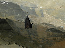 Chauves-souris dans la grotte de Pixiaodong 皮硝洞 - réseau de Shuanghedong 双河洞 - (Wenquan, Suiyang 绥阳, Zunyi 遵义市, Guizhou 贵州省, Chine 中国)