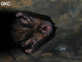 Chauves-souris dans la grotte de Pixiaodong 皮硝洞 - réseau de Shuanghedong 双河洞 - (Wenquan, Suiyang 绥阳, Zunyi 遵义市, Guizhou 贵州省, Chine 中国)