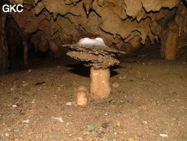 Grotte de Laoyingdong 老鹰洞 (Suiyang 绥阳, Zunyi 遵义市, Guizhou 贵州省, Chine 中国).