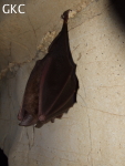 Chauve-souris dans la grotte de Wengdaxiadong 翁达下洞 (Xiantang 羡塘镇, Huishui 惠水, Guizhou 贵州省, Qiannan 黔南, Chine 中国).