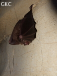 Chauve-souris dans la grotte de Wengdaxiadong 翁达下洞 (Xiantang 羡塘镇, Huishui 惠水, Guizhou 贵州省, Qiannan 黔南, Chine 中国).