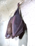 Chauve-souris dans la grotte de Wengdaxiadong 翁达下洞 (Xiantang 羡塘镇, Huishui 惠水, Guizhou 贵州省, Qiannan 黔南, Chine 中国).