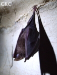 Chauve-souris dans la grotte de Wengdaxiadong 翁达下洞 (Xiantang 羡塘镇, Huishui 惠水, Guizhou 贵州省, Qiannan 黔南, Chine 中国).