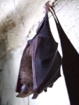 Chauve-souris dans la grotte de Wengdaxiadong 翁达下洞 (Xiantang 羡塘镇, Huishui 惠水, Guizhou 贵州省, Qiannan 黔南, Chine 中国).