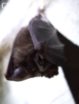 Chauve-souris dans la grotte de Wengdaxiadong 翁达下洞 (Xiantang 羡塘镇, Huishui 惠水, Guizhou 贵州省, Qiannan 黔南, Chine 中国).