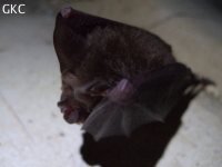 Chauve-souris dans la grotte de Wengdaxiadong 翁达下洞 (Xiantang 羡塘镇, Huishui 惠水, Guizhou 贵州省, Qiannan 黔南, Chine 中国).