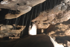 Grotte de Laoyingdong 老鹰洞 (Suiyang 绥阳, Zunyi 遵义市, Guizhou 贵州省, Chine 中国).