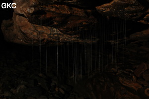 Grotte de Laoyingdong 老鹰洞 (Suiyang 绥阳, Zunyi 遵义市, Guizhou 贵州省, Chine 中国).