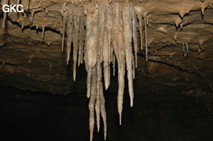 Grotte de Laoyingdong 老鹰洞 (Suiyang 绥阳, Zunyi 遵义市, Guizhou 贵州省, Chine 中国).