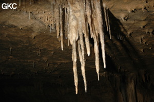 Grotte de Laoyingdong 老鹰洞 (Suiyang 绥阳, Zunyi 遵义市, Guizhou 贵州省, Chine 中国).