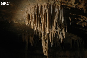 Grotte de Laoyingdong 老鹰洞 (Suiyang 绥阳, Zunyi 遵义市, Guizhou 贵州省, Chine 中国).