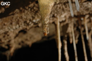 Grotte de Laoyingdong 老鹰洞 (Suiyang 绥阳, Zunyi 遵义市, Guizhou 贵州省, Chine 中国).