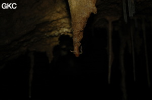 Grotte de Laoyingdong 老鹰洞 (Suiyang 绥阳, Zunyi 遵义市, Guizhou 贵州省, Chine 中国).