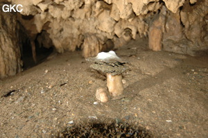 Grotte de Laoyingdong 老鹰洞 (Suiyang 绥阳, Zunyi 遵义市, Guizhou 贵州省, Chine 中国).