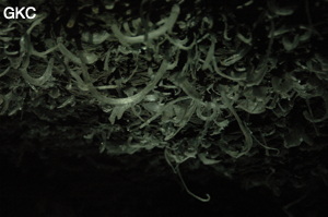 Grotte de Pixiaodong 皮硝洞 - réseau de Shuanghedong 双河洞 - (Wenquan, Suiyang 绥阳, Zunyi 遵义市, Guizhou 贵州省, Chine 中国).