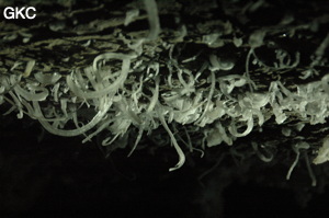 Grotte de Pixiaodong 皮硝洞 - réseau de Shuanghedong 双河洞 - (Wenquan, Suiyang 绥阳, Zunyi 遵义市, Guizhou 贵州省, Chine 中国).