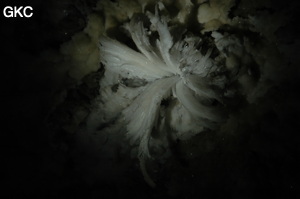 Fleur de gypse dans la Grotte de Pixiaodong 皮硝洞 - réseau de Shuanghedong 双河洞 - (Wenquan, Suiyang 绥阳, Zunyi 遵义市, Guizhou 贵州省, Chine 中国).