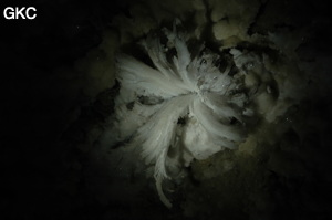 Fleur de gypse dans la Grotte de Pixiaodong 皮硝洞 - réseau de Shuanghedong 双河洞 - (Wenquan, Suiyang 绥阳, Zunyi 遵义市, Guizhou 贵州省, Chine 中国).