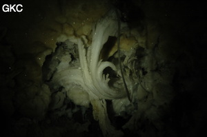 Fleur de gypse dans la Grotte de Pixiaodong 皮硝洞 - réseau de Shuanghedong 双河洞 - (Wenquan, Suiyang 绥阳, Zunyi 遵义市, Guizhou 贵州省, Chine 中国).