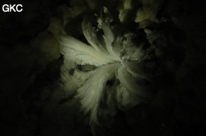 Fleur de gypse dans la Grotte de Pixiaodong 皮硝洞 - réseau de Shuanghedong 双河洞 - (Wenquan, Suiyang 绥阳, Zunyi 遵义市, Guizhou 贵州省, Chine 中国).