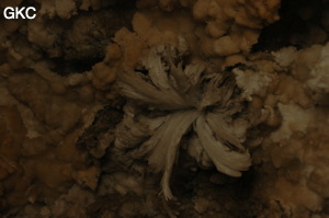 Fleur de gypse dans la Grotte de Pixiaodong 皮硝洞 - réseau de Shuanghedong 双河洞 - (Wenquan, Suiyang 绥阳, Zunyi 遵义市, Guizhou 贵州省, Chine 中国).
