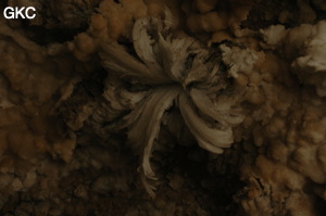 Fleur de gypse dans la Grotte de Pixiaodong 皮硝洞 - réseau de Shuanghedong 双河洞 - (Wenquan, Suiyang 绥阳, Zunyi 遵义市, Guizhou 贵州省, Chine 中国).