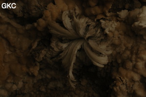 Fleur de gypse dans la Grotte de Pixiaodong 皮硝洞 - réseau de Shuanghedong 双河洞 - (Wenquan, Suiyang 绥阳, Zunyi 遵义市, Guizhou 贵州省, Chine 中国).