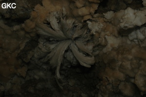 Fleur de gypse dans la Grotte de Pixiaodong 皮硝洞 - réseau de Shuanghedong 双河洞 - (Wenquan, Suiyang 绥阳, Zunyi 遵义市, Guizhou 贵州省, Chine 中国).