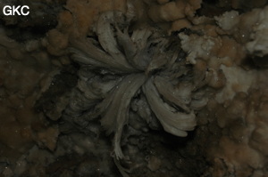 Fleur de gypse dans la Grotte de Pixiaodong 皮硝洞 - réseau de Shuanghedong 双河洞 - (Wenquan, Suiyang 绥阳, Zunyi 遵义市, Guizhou 贵州省, Chine 中国).