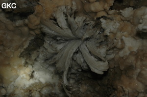 Fleur de gypse dans la Grotte de Pixiaodong 皮硝洞 - réseau de Shuanghedong 双河洞 - (Wenquan, Suiyang 绥阳, Zunyi 遵义市, Guizhou 贵州省, Chine 中国).