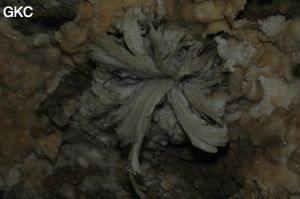 Fleur de gypse dans la Grotte de Pixiaodong 皮硝洞 - réseau de Shuanghedong 双河洞 - (Wenquan, Suiyang 绥阳, Zunyi 遵义市, Guizhou 贵州省, Chine 中国).