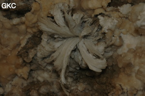 Fleur de gypse dans la Grotte de Pixiaodong 皮硝洞 - réseau de Shuanghedong 双河洞 - (Wenquan, Suiyang 绥阳, Zunyi 遵义市, Guizhou 贵州省, Chine 中国).