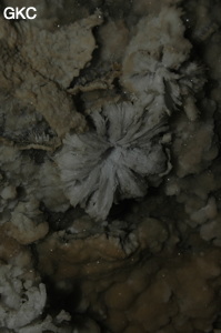 Fleur de gypse dans la Grotte de Pixiaodong 皮硝洞 - réseau de Shuanghedong 双河洞 - (Wenquan, Suiyang 绥阳, Zunyi 遵义市, Guizhou 贵州省, Chine 中国).