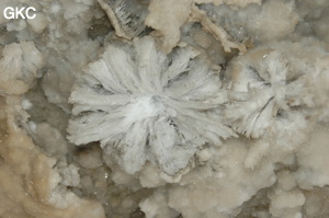 Fleur de gypse dans la Grotte de Pixiaodong 皮硝洞 - réseau de Shuanghedong 双河洞 - (Wenquan, Suiyang 绥阳, Zunyi 遵义市, Guizhou 贵州省, Chine 中国).