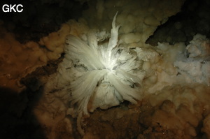 Fleur de gypse dans la Grotte de Pixiaodong 皮硝洞 - réseau de Shuanghedong 双河洞 - (Wenquan, Suiyang 绥阳, Zunyi 遵义市, Guizhou 贵州省, Chine 中国).